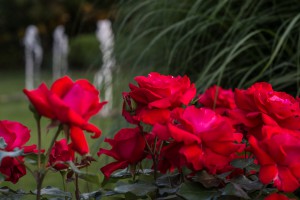 Festa dei Fiori Mirano 2017