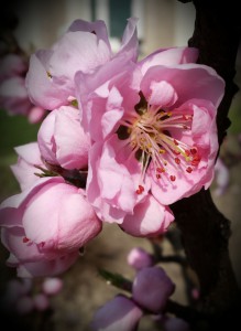 Festa dei Fiori Mirano 2017