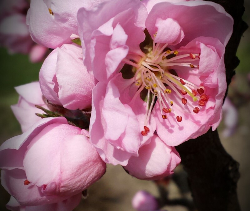 Festa dei fiori-Mirano