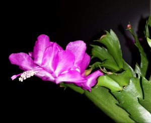 festa dei fiori mirano